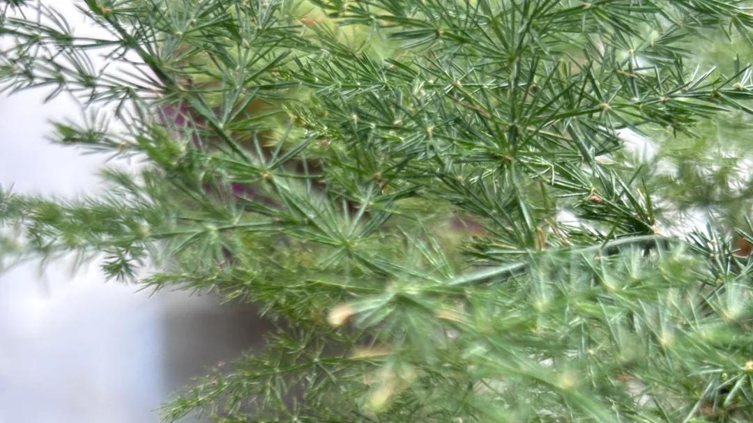 小伙把文竹养成“盘丝洞”，比蜘蛛精还牛！网友：别说，挺好看！