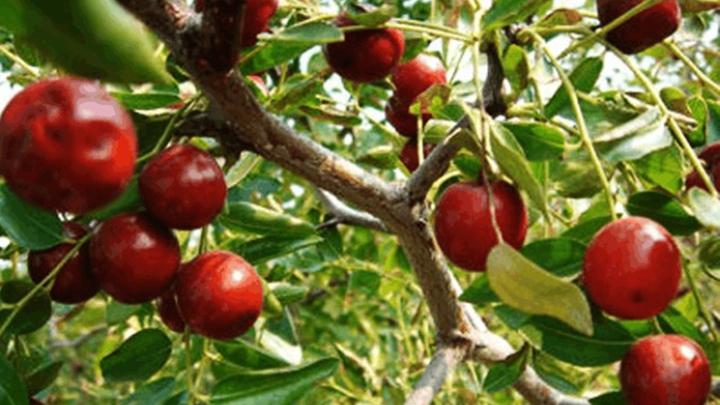 酸枣幼苗越冬存活率提升，秸秆覆盖保温技术应用，寒地种植三年数据突破