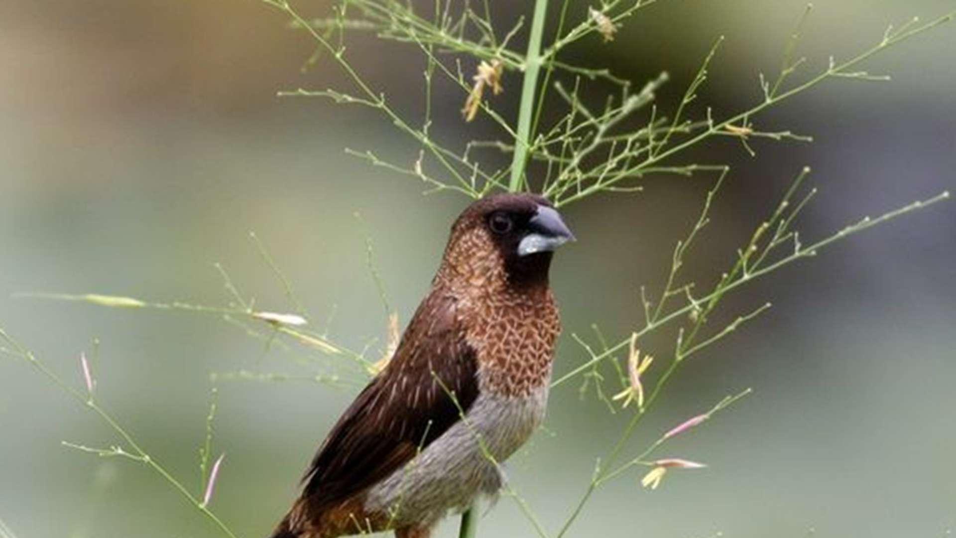 金丝雀光照调控，家养繁殖关键点，每日时长记录表，切莫凭感觉