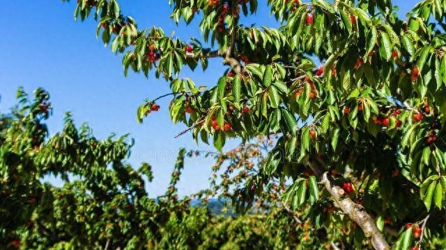 樱桃红润饱满，缀满枝头，本应是丰收的喜悦，却潜藏着令人担忧的隐患。