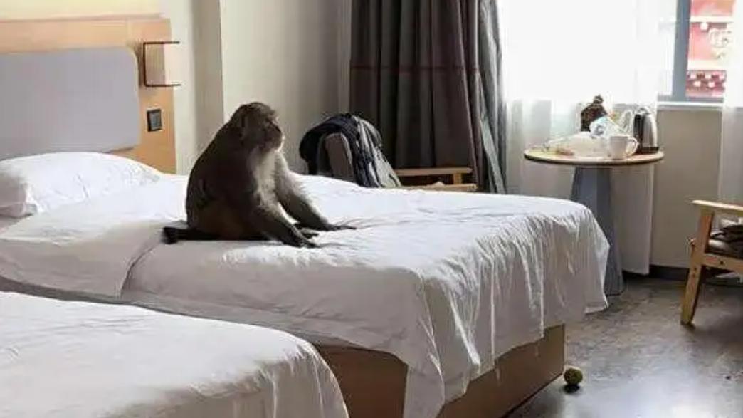 猴哥偷入酒店翻零食，网红被拘复出竟还涨价！