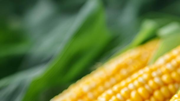 什么样的土壤种植玉米易高产