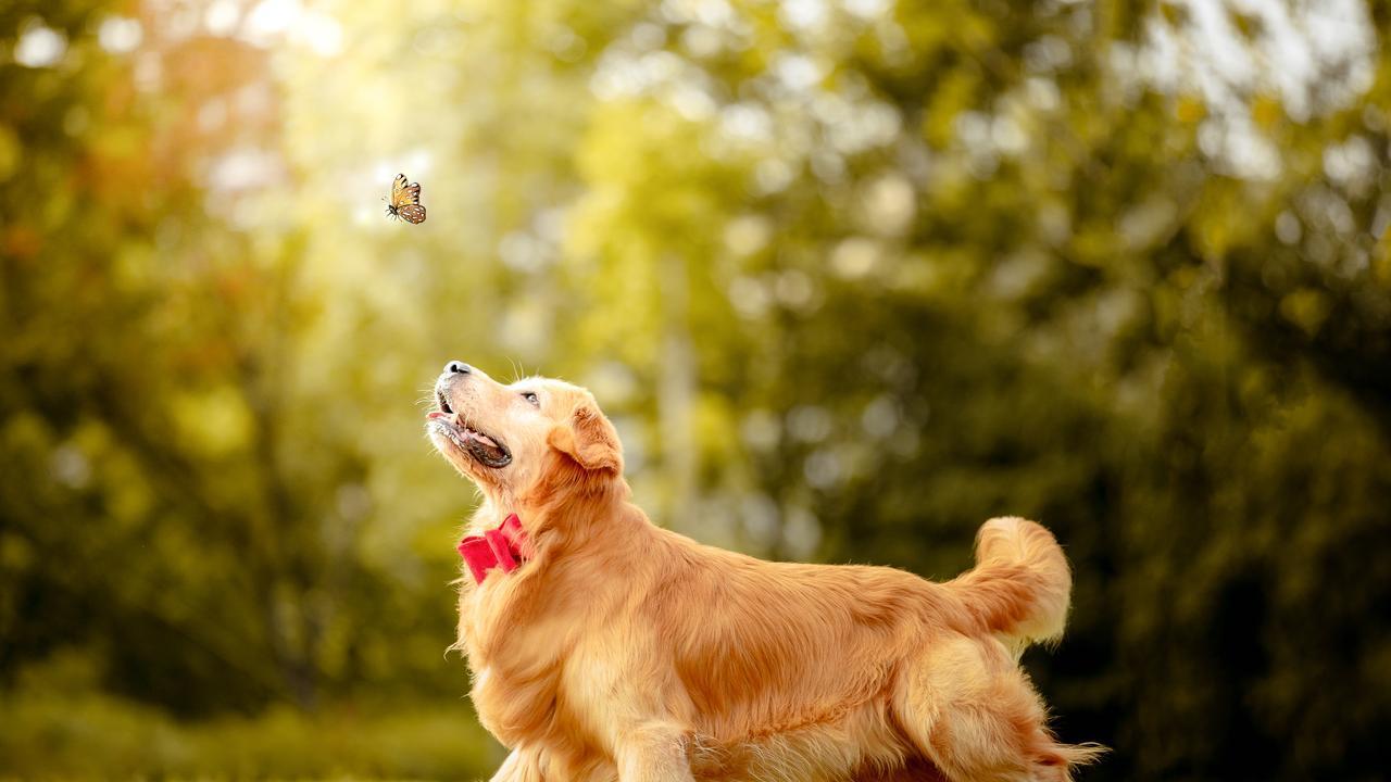 狗狗品种智力排名大揭秘