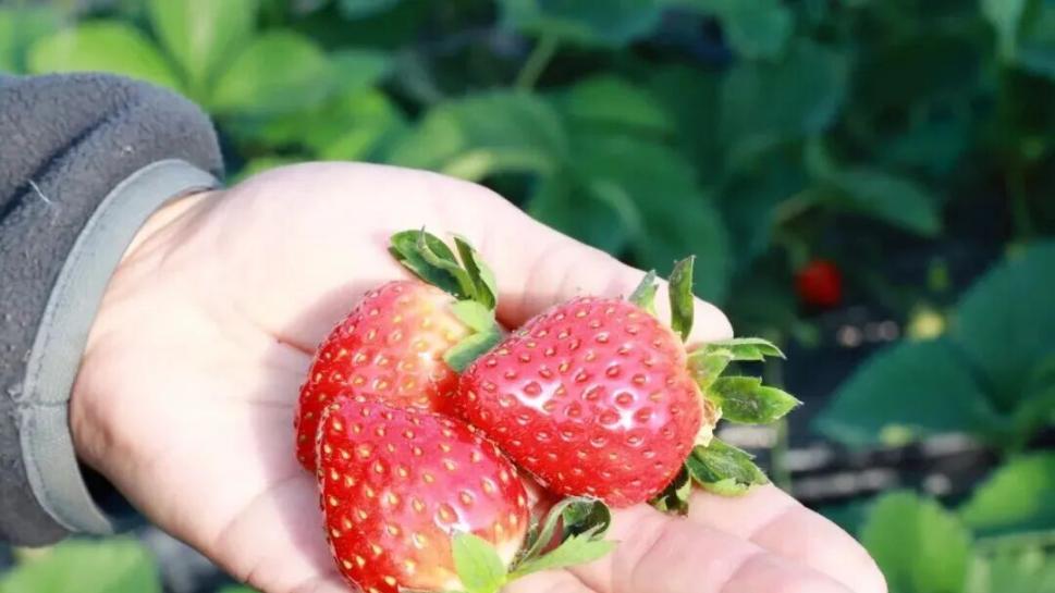 冬日多巴胺从外冈开始！草莓采摘配陶艺手作，一站式承包你的快乐