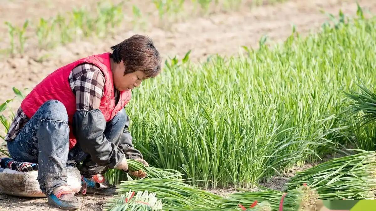 韭菜高产秘诀：深度解读“头刀深，二刀浅”的种植智慧