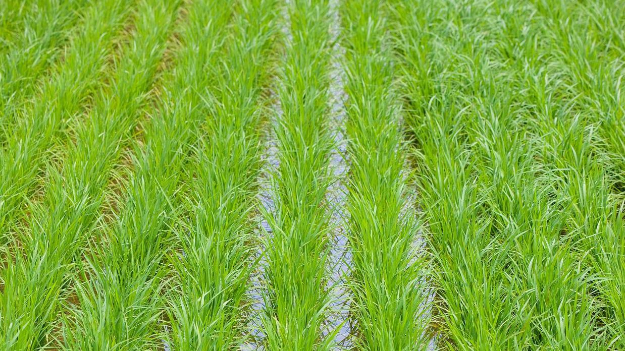 复合肥撒完马上下雨，效果究竟怎么样？