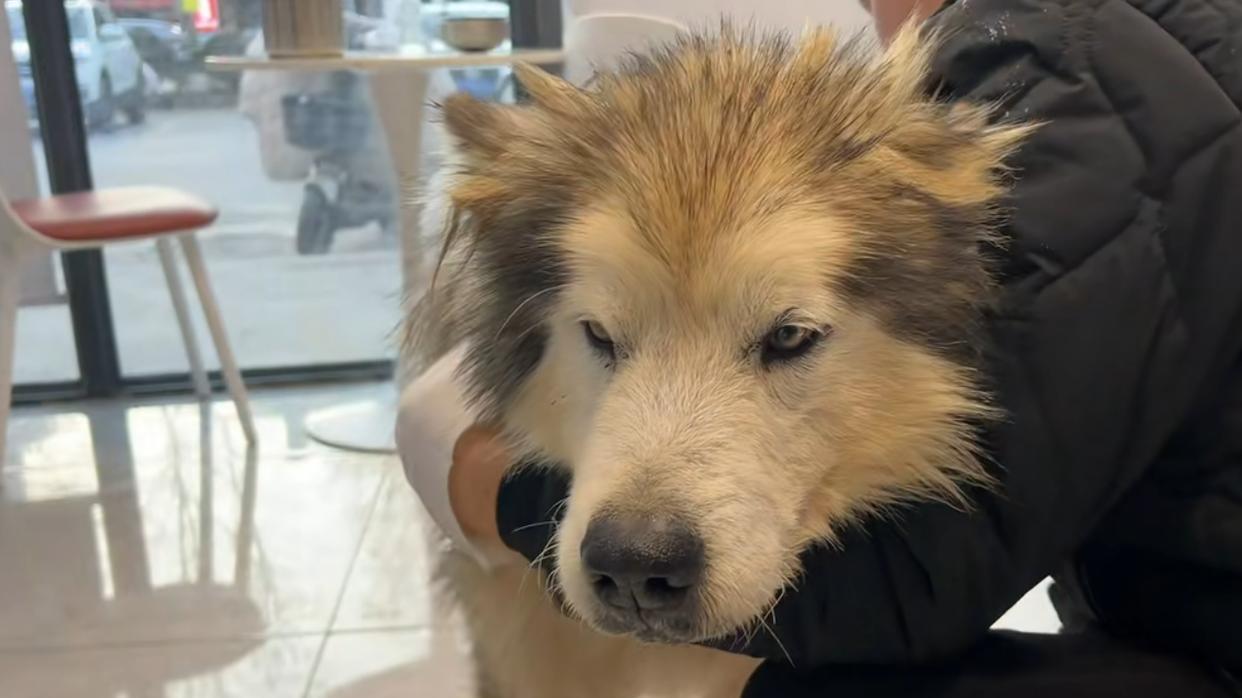 阿拉斯加犬身患肿瘤，身上散发恶臭，狗主人却不带去看医生治疗