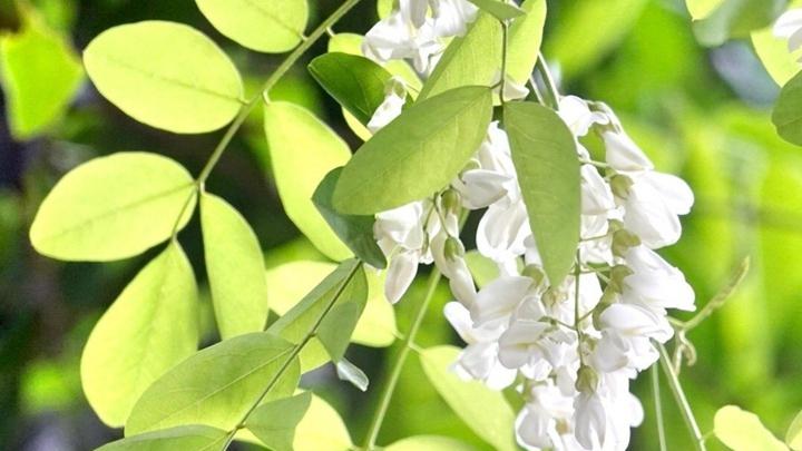 槐花生物菌剂施用期优化，喷灌系统故障排查指南，传统编织晾晒工艺解析