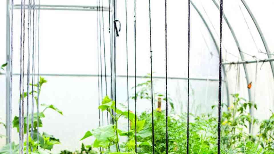 茄子、辣椒、西红柿、黄瓜种植，授粉需求解析，哪些作物需要人工干预