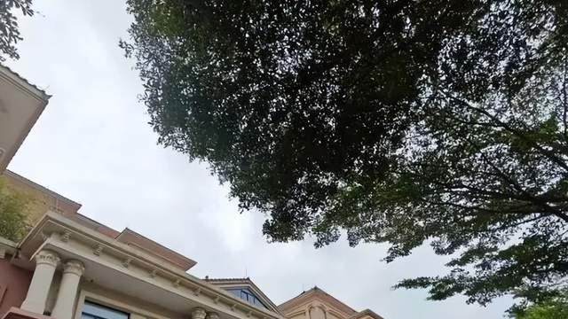 南沙核心地段逸涛雅苑288套法拍房仅6千+/㎡！超一万人次围观！