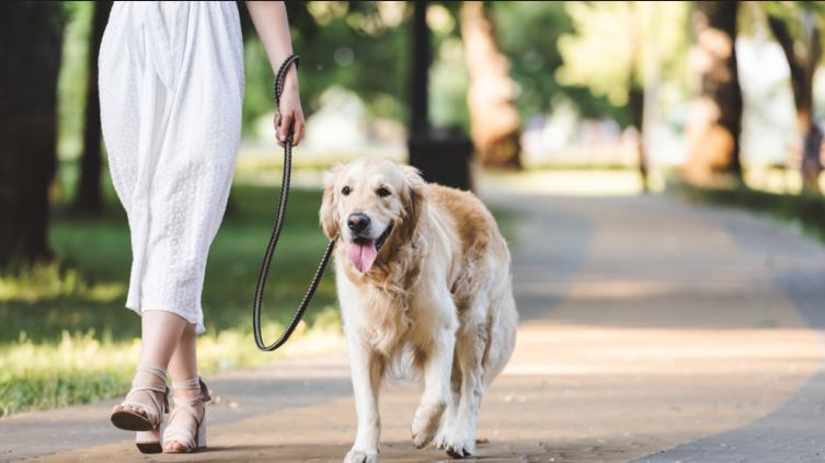 狗狗出门就爆冲，是它遛你还是你遛它？
