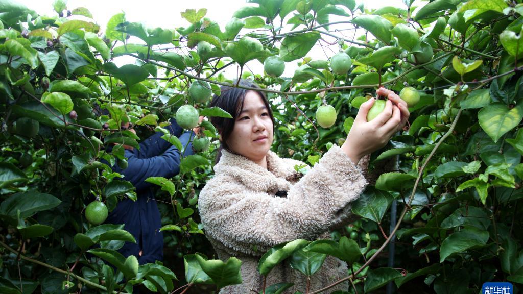 广西忻城：百香果香飘增收路