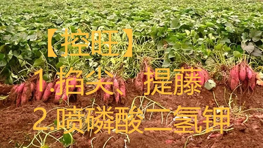 红薯收获最佳时间，千万别忘了，错过红薯又死又苦，9月如何管理