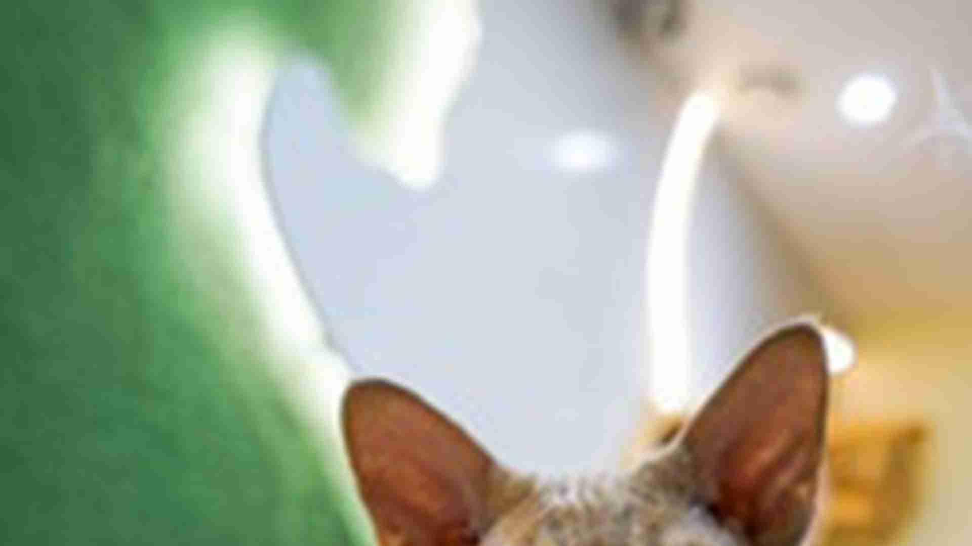 德文卷毛猫眼疾预防，波斯系血统特殊护理，泪痕清洁频率，洗眼液温度控制