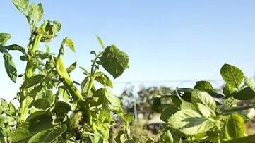 种植土豆的施肥技巧，这三种肥料效果好，一颗能结出大量果实