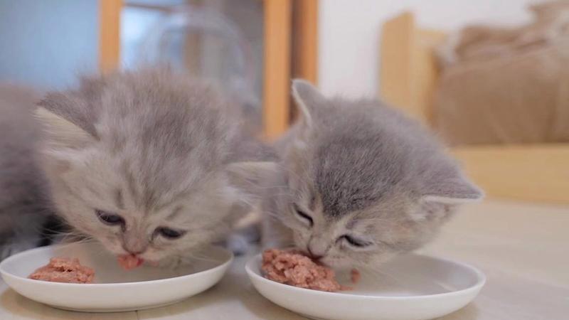 这种猫罐头到底是在骗水还是在喂毒？猫罐头避雷我有5不选！
