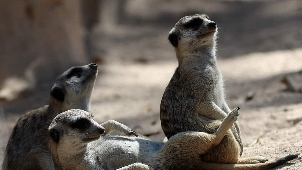 短尾猫鼬：围攻眼镜蛇的勇敢小分队