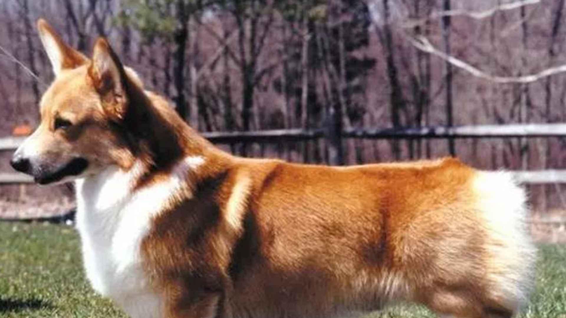 产房温控系统建，回乡青年创新，柯基犬生产，温差要控制