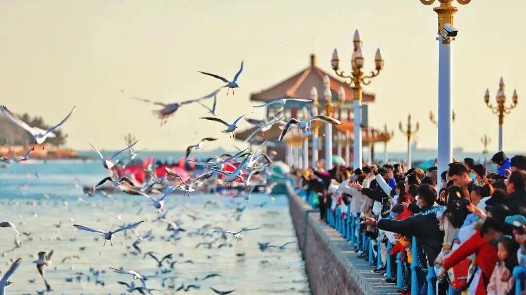 “海鸥季”浪漫上线 市南邀你开启冬日之旅