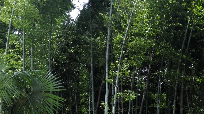 九江文史 | 岳家江州“丁忧”事