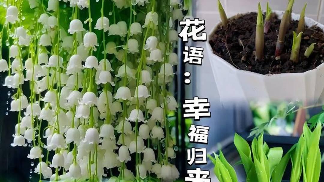 铃兰光照调控，三个月开花量，转行花农经验，强度不能超标