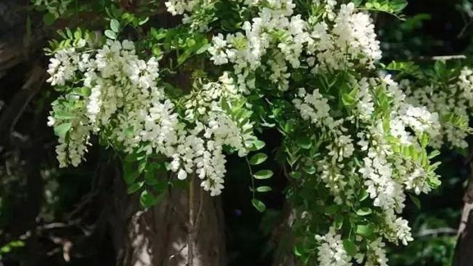 槐花绿肥防控田鼠害，脉冲灌溉节水技术验证，手工分拣台优化设计