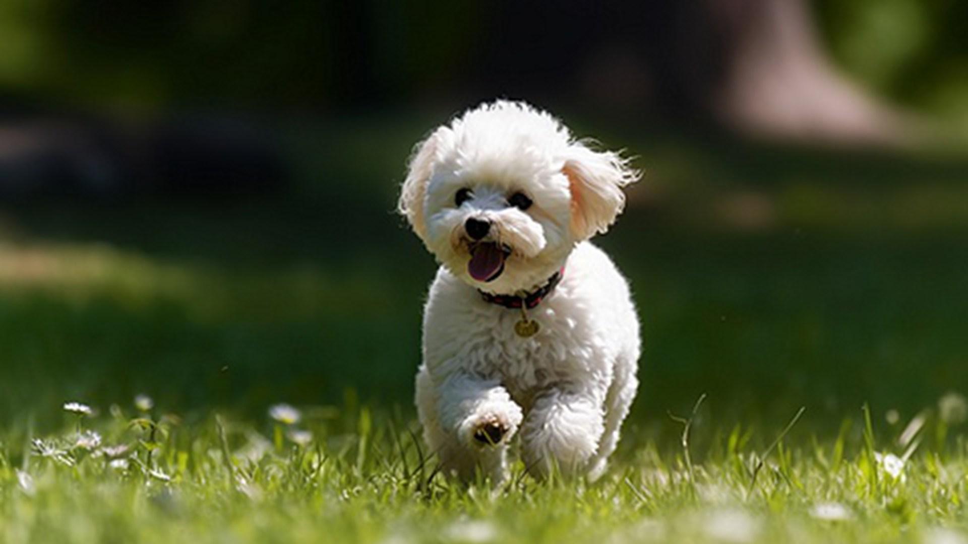 分等级销售策略，季度溢价超四成，散养土狗加工品，米其林餐厅采购