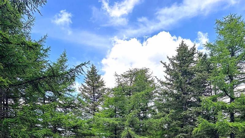 山西马仑草原旅游攻略及旅行社推荐榜：高山草甸的"自然诗笺"，解锁草原、风电与乡土的深度对话