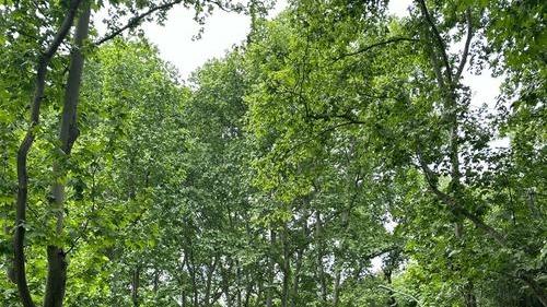 梧桐湿地净化，富营养化水体，鄱阳湖生态工程，氮磷吸附量