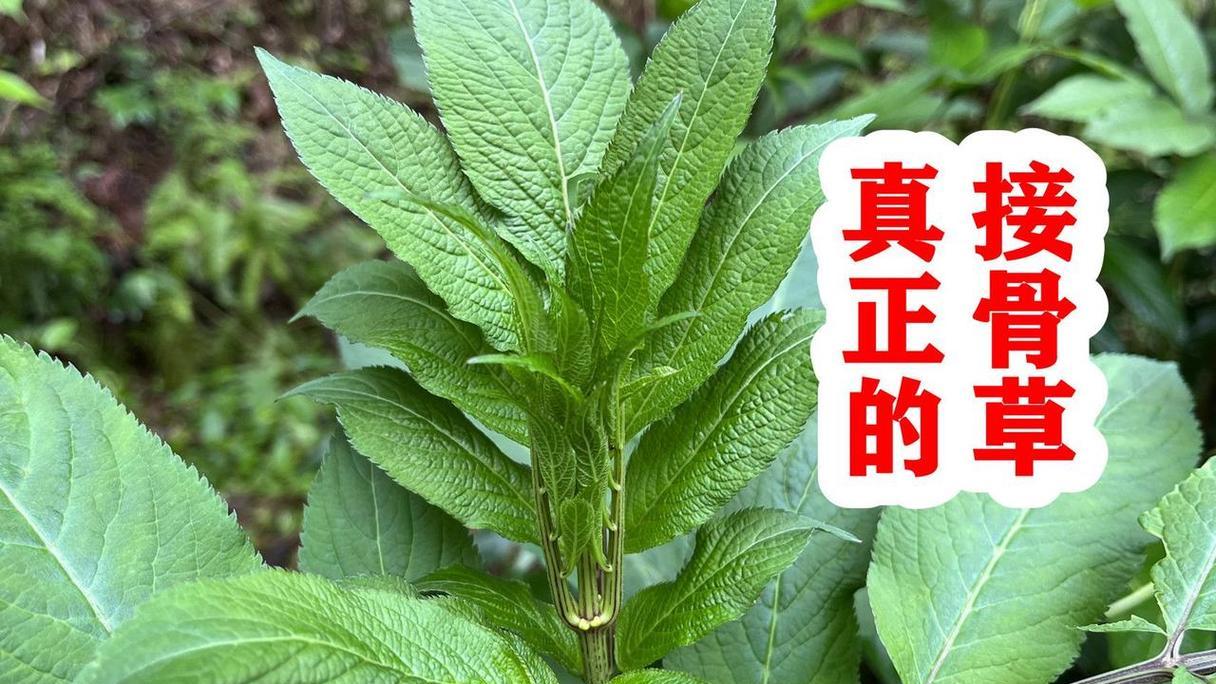 俗称“骨折草”，“打得地上爬，只怕八棱麻”，八棱麻长啥样？