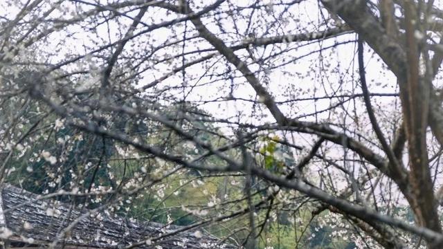 福州1.5小时自驾游，3月万亩李花绽放，探秘浪漫赏花秘境