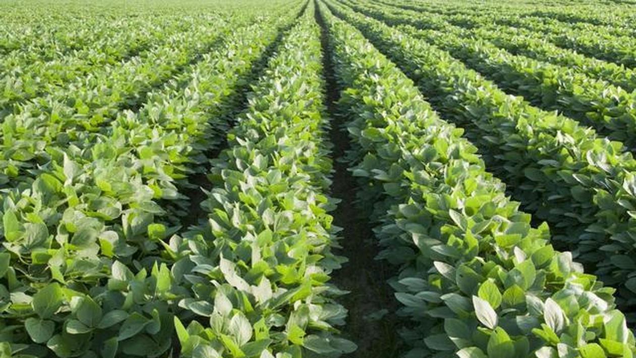 国产大豆成本比进口贵一倍？农民算完这笔账彻底沉默了