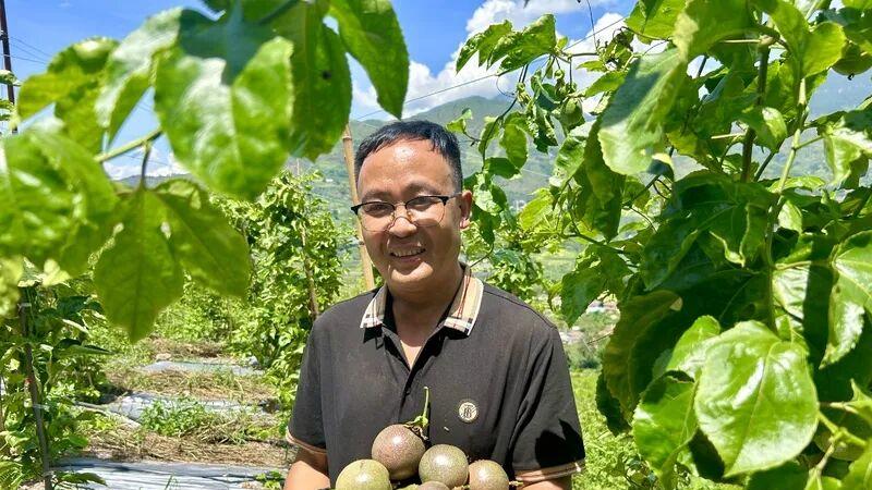 青龙山村百香果基地开园：甜蜜硕果映振兴，“希望果” 铺就共富路