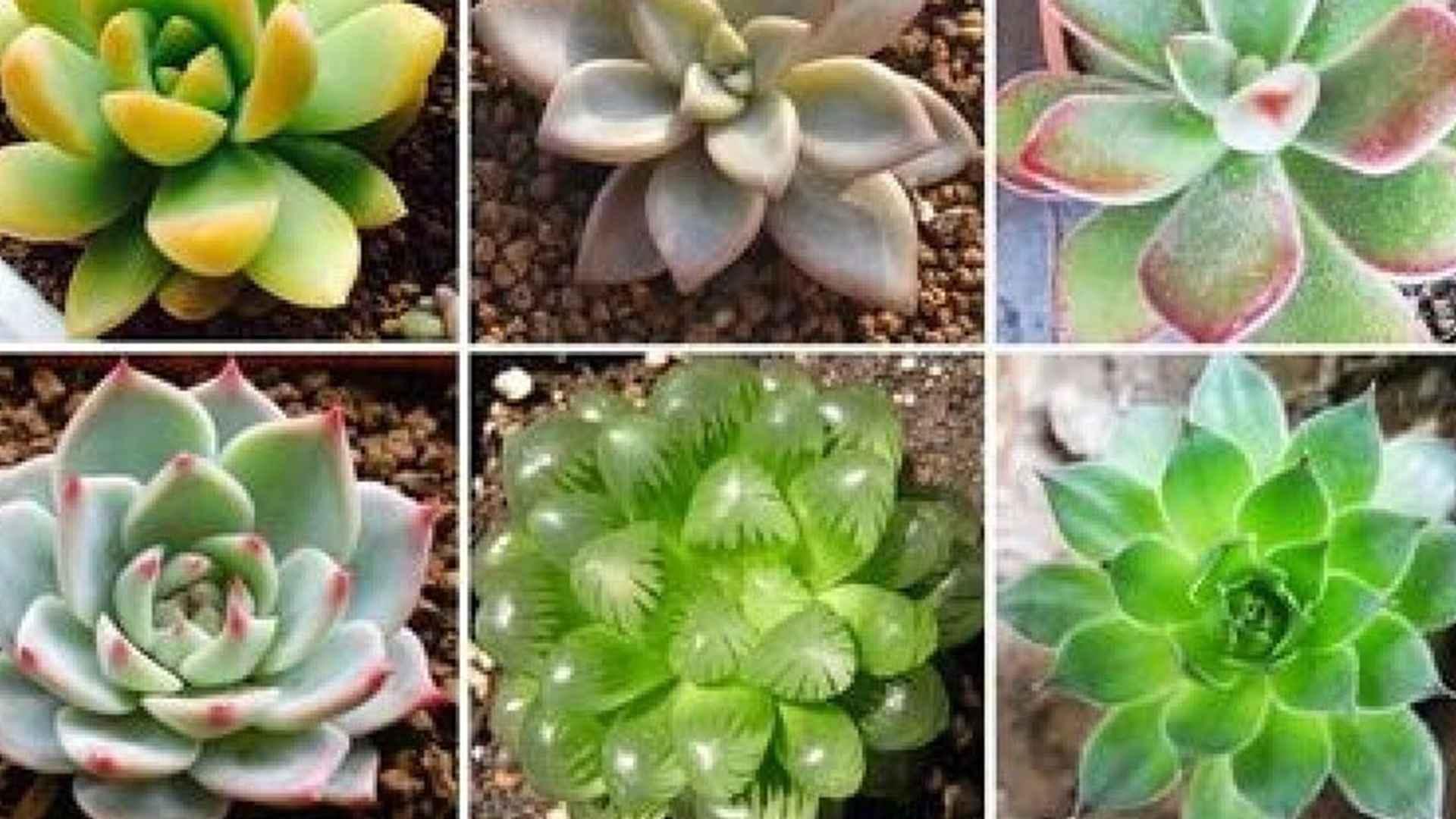 蒂亚水培转土，缓苗期管理规范，文创书店案例，光照渐变过渡