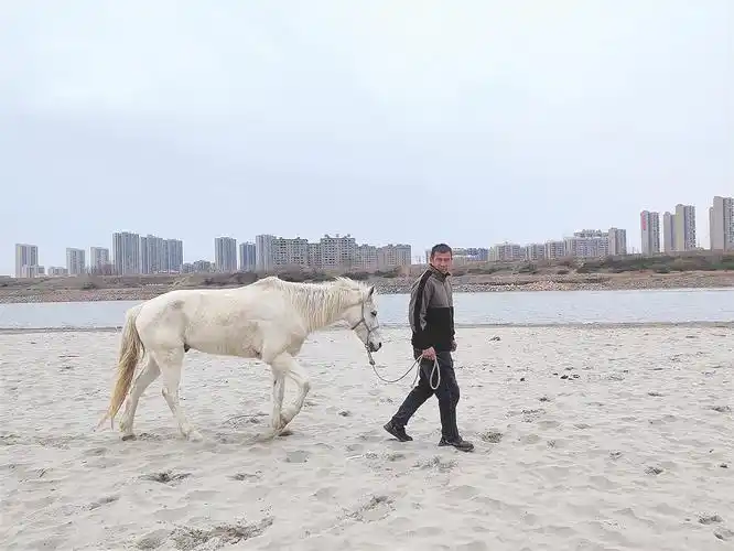 湖北仙桃“白龙马”离世，救人英雄马突发肠绞窄