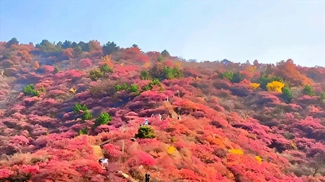 【巩义长寿山红叶】深度游记：全网最全避雷攻略+网红打卡指南