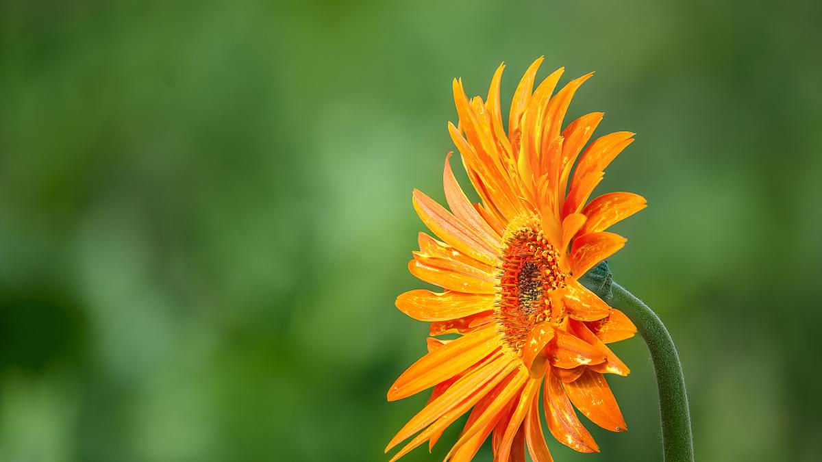 心定，情稳，则事事顺