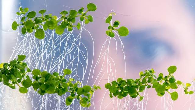 植物寻找营养物质的一种有效方法