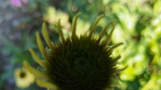 爱操心的父母习惯用力去帮忙，却不经意打败了孩子，挫伤了自驱力