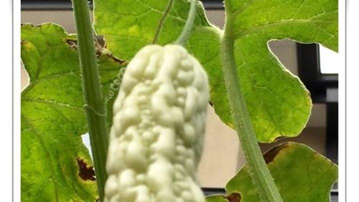 苦瓜茎蔓缠绕管理技巧，红蜘蛛生物防治方法，甘肃河西走廊挂果期实证