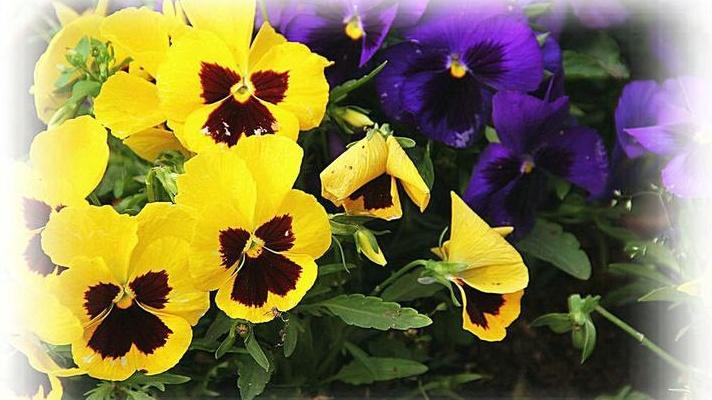 三色堇花期延长，营养液配比表，婚礼布景案例，温度联动控制