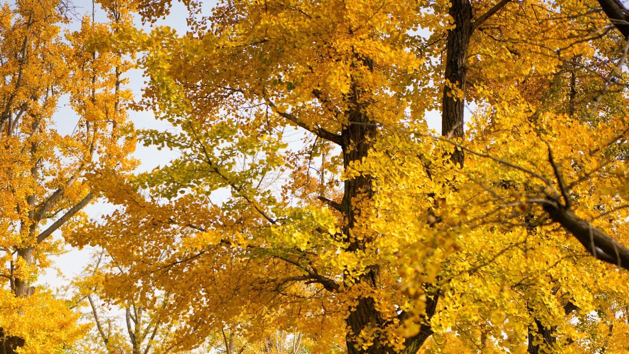 国内高校分享第36期：电子科技大学-片人才缺口百万？这所大学毕业生被华为大疆抢着要