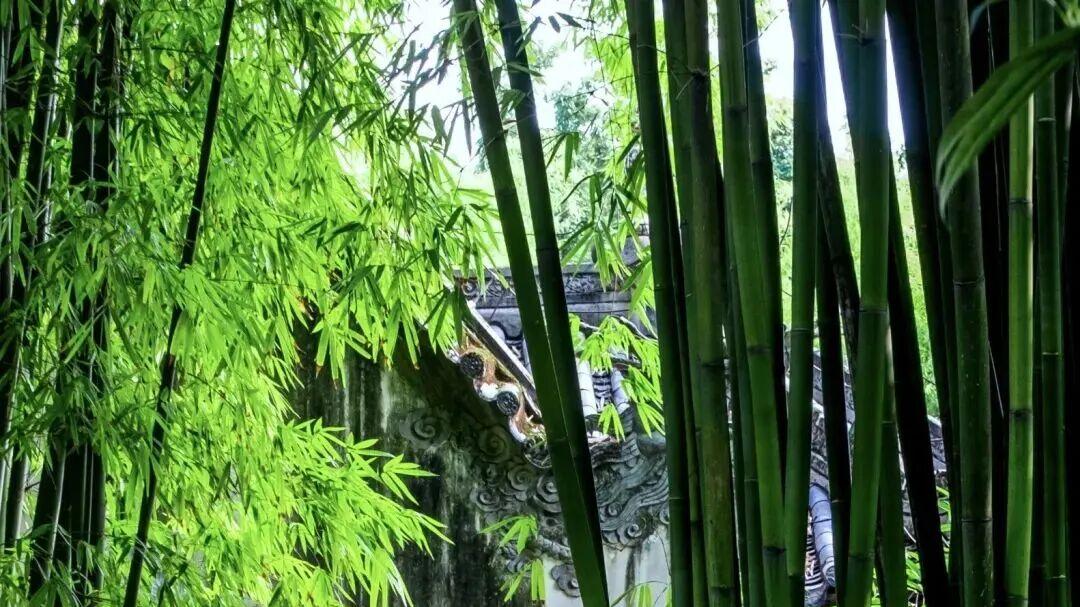 “竹”够有趣！看看眉山人把竹子玩出了什么花活？