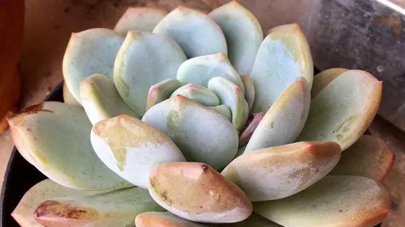 年底最后一批多肉，很多花友不再买了，冬天其实最容易发根！