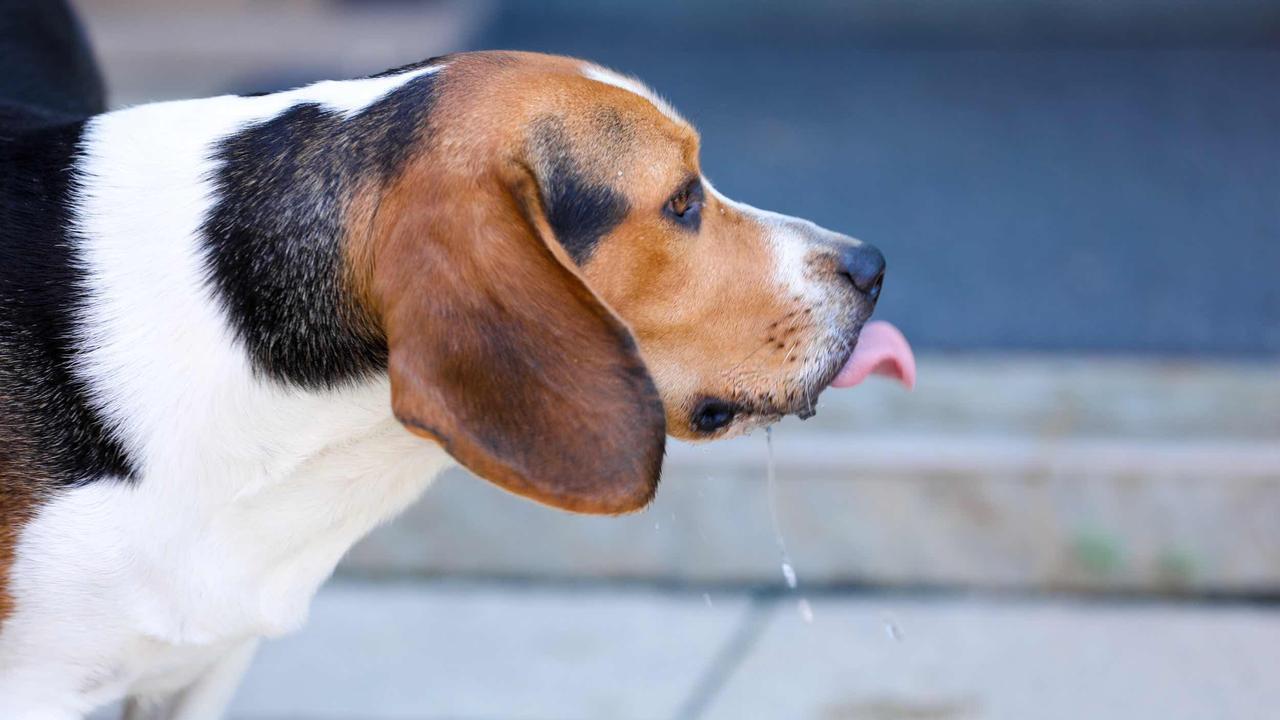 失足踩坑，摔了一个“狗吃屎”