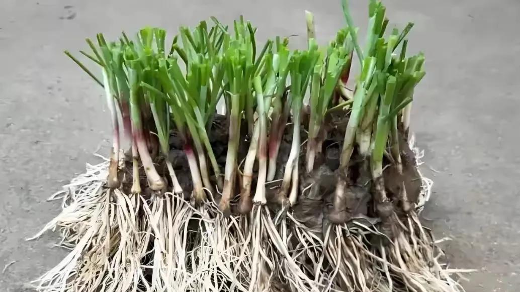 你家韭菜为啥越割越瘦？老把式掏心窝子传授“割三茬”绝活！