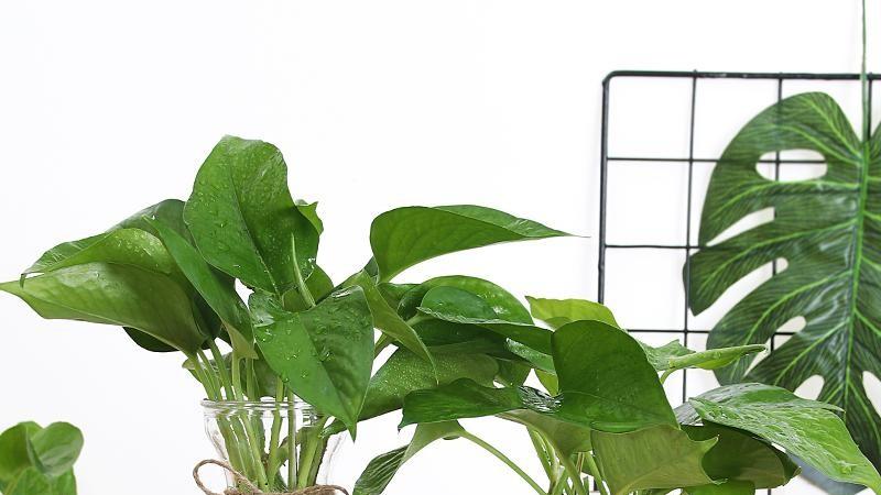 水培绿萝养护秘诀：水中添加哪些物质能让它更茂盛？