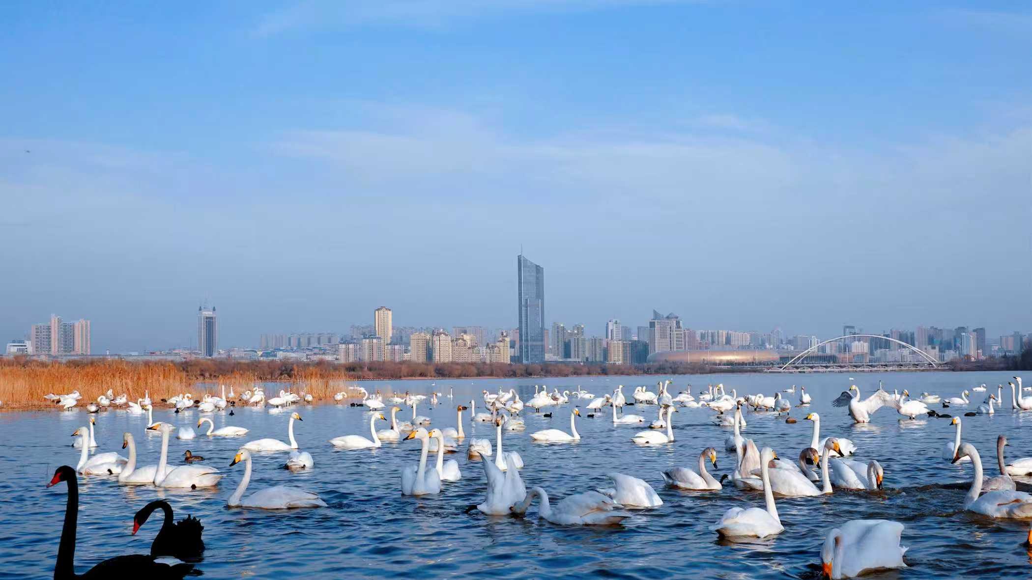 三门峡天鹅湖：“出圈密码”藏在冬日盛景里