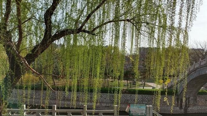 柳树飞絮抑制新突破，华北平原清明飘絮，城市行道树改良，纤维素酶活性测定