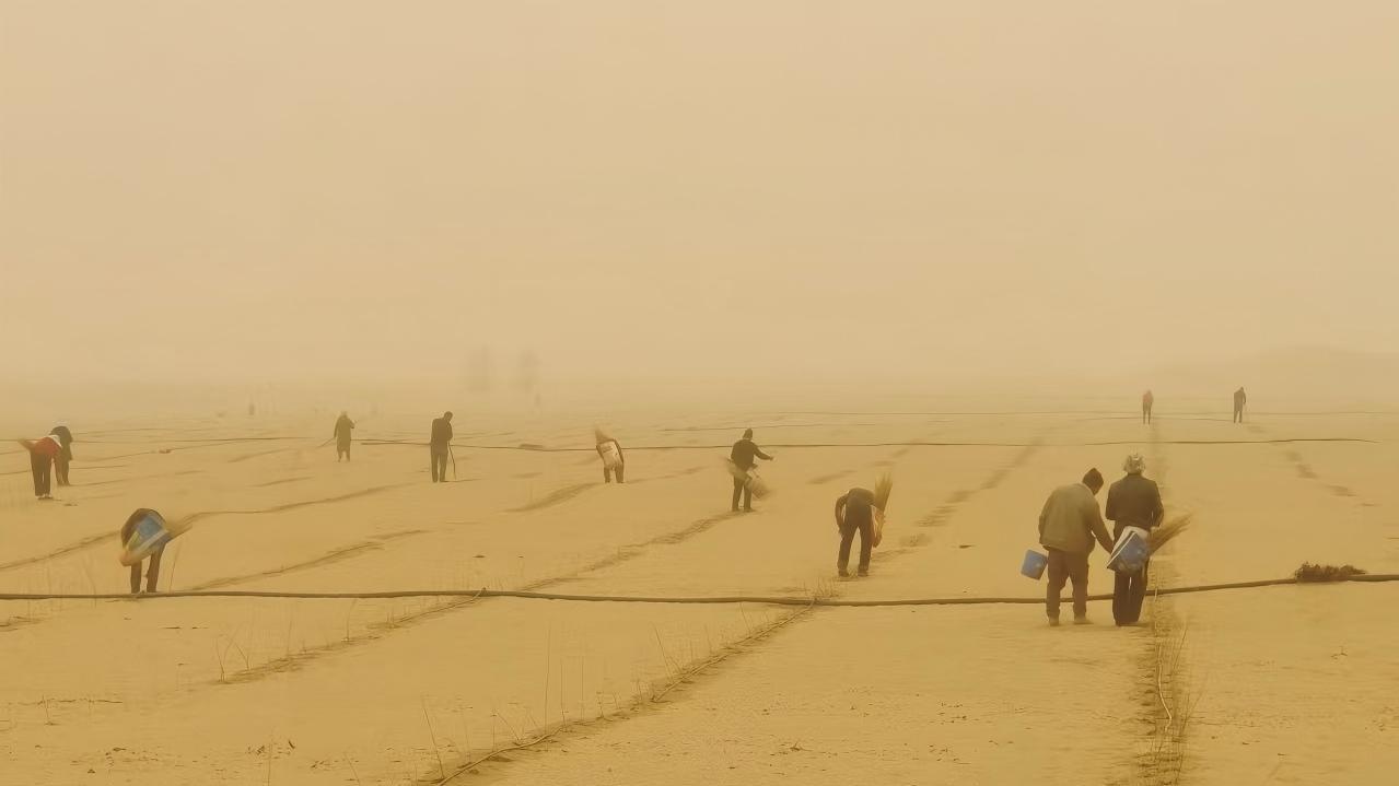 甲木沙肉苁蓉对沙漠环境的改善